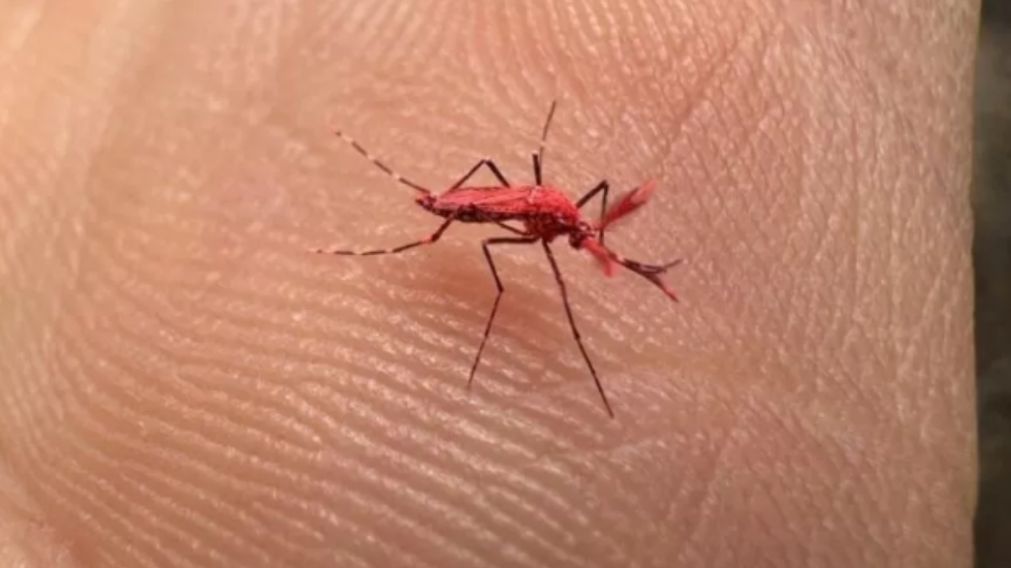 El mosquito rojo "esteril" utilizado para combatir el aedes aegypti salvaje.