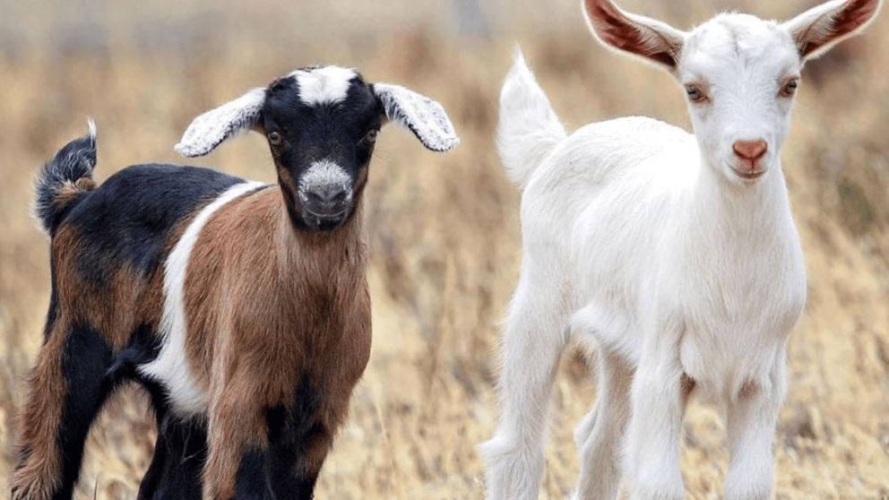 Robaron y mataron los cabritos de un campo.