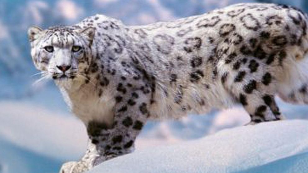 El leopardo de la Nieve vive en Asia (Imagen ilustrativa).