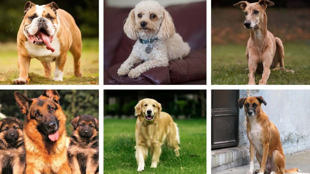 ¡VIDEO! Furor por la actuación de la personalidad de los perros según la raza