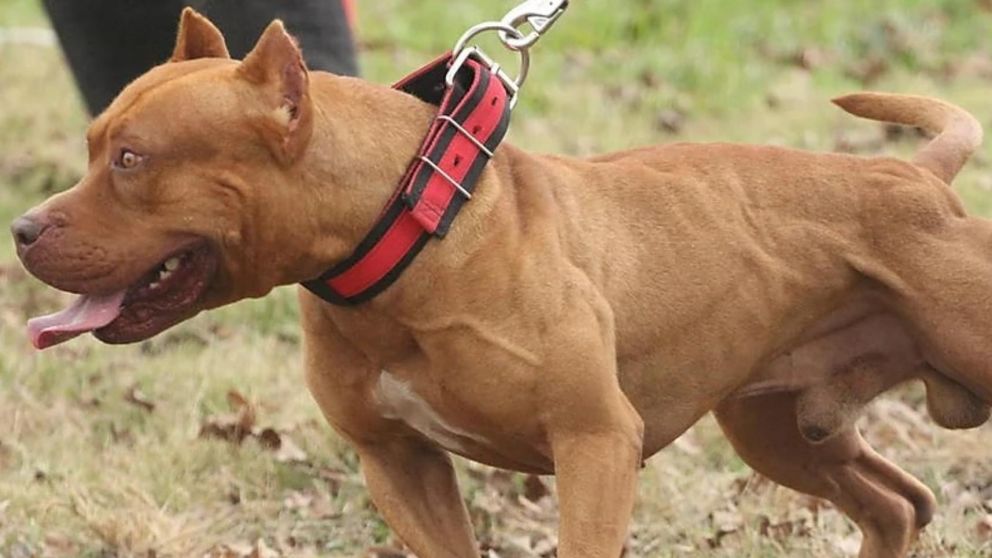 El animal provocó la muerte de la víctima al destrozarle la garganta.