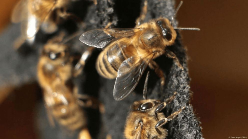 Un nene de 6 años murió tras ser picado por una abeja en el cuello en Brasil (Imagen ilustrativa).