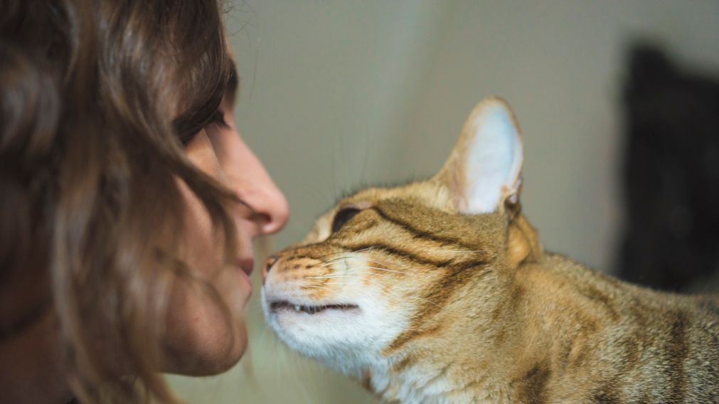 El gato sintió empatía por su dueño y lo acompañó durante su lesión.