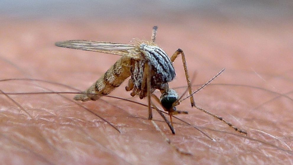 La presencia del mosquito aumenta cada vez más.