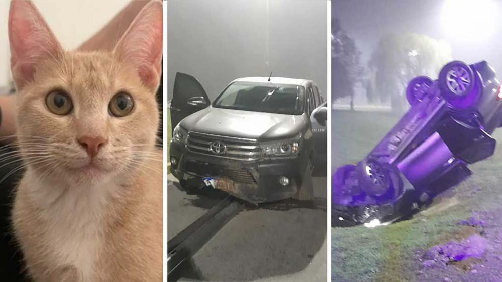 Frenaron para ayudar tras un accidente, pero les robaron y ahora buscan a su gato desaparecido