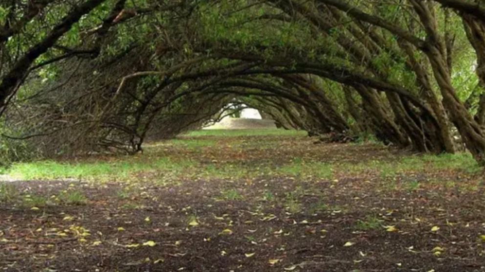 Los paisajes �nicos del "Bosque Energ�tico".