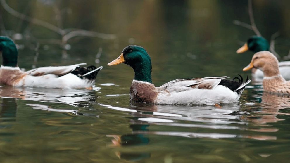 Nadie puede resolver este reto visual que consigna encontrar el error en la imagen de los patos. ¿Vos podrás?