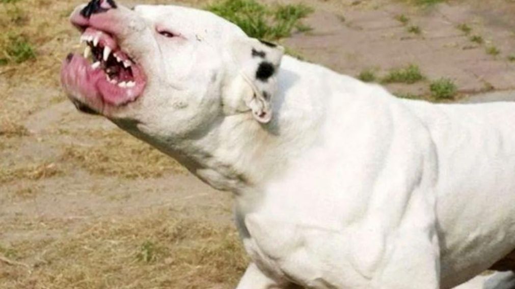 Un perro de raza dogo