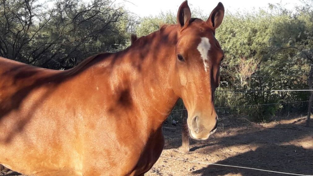 Murió un niño de 7 años luego de ser pateado por un caballo (Imagen ilustrativa).