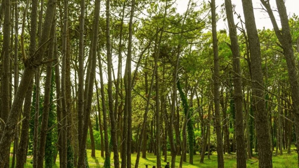 Un bosque muy peculiar que despierta misterios y asombro.