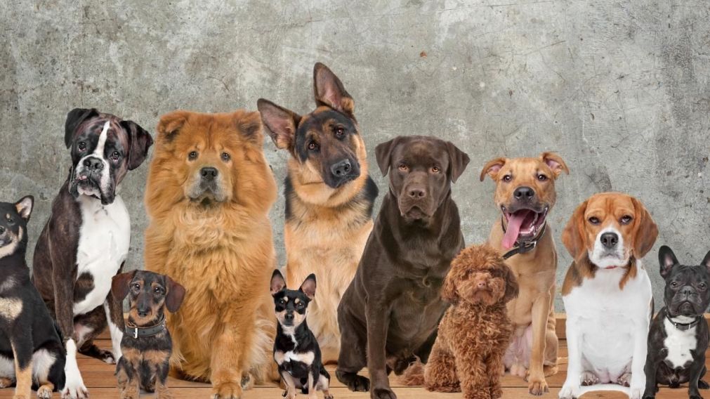 ¿Cuál es el perro más inteligente según un estudio? (Imagen ilustrativa).