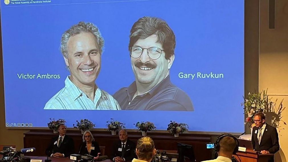 Premio Nobel de Medicina 2024: dos estadounidenses descubrieron el micro-ARN y su impacto en la regulación genética