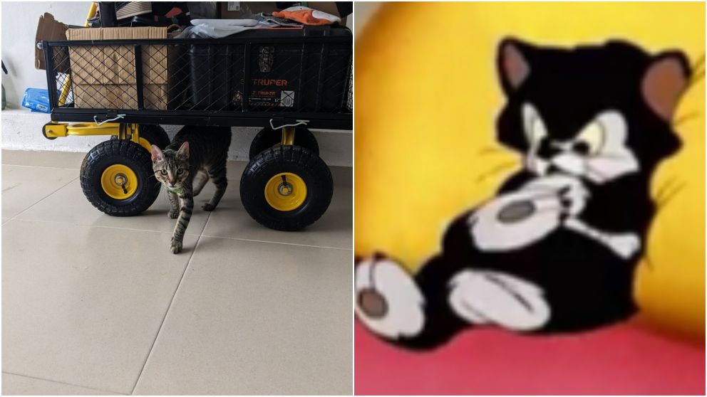 Así reaccionó un gato cuando lo retó su dueño.