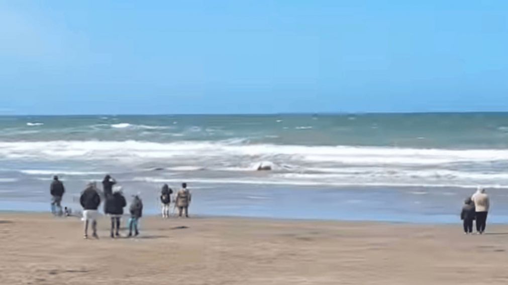 Apareció una ballena en Santa Teresita: el cetáceo yace sin vida a la orilla del mar