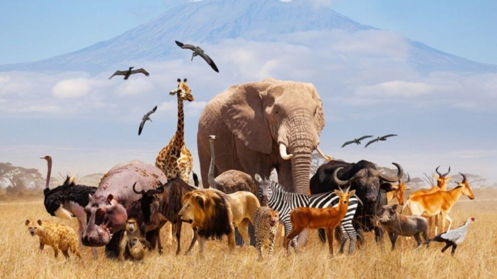 Hay todo tipo de animales en el mundo, aunque algunos peligrosos para los humanos (Imagen ilustrativa).