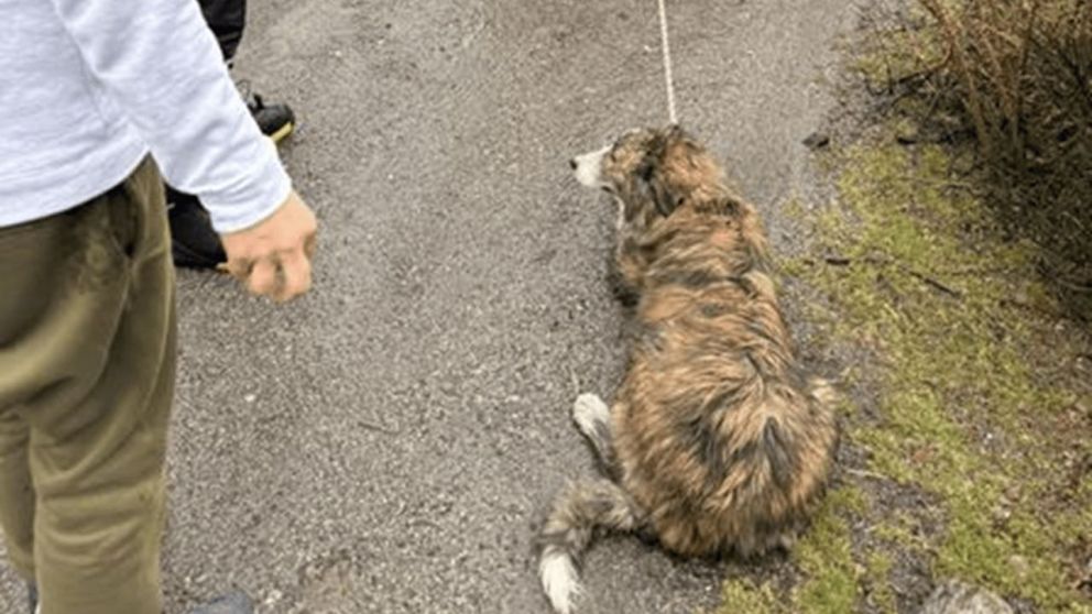 Un hombre fue filmado mientras arrastraba a su perro atado al baúl del auto