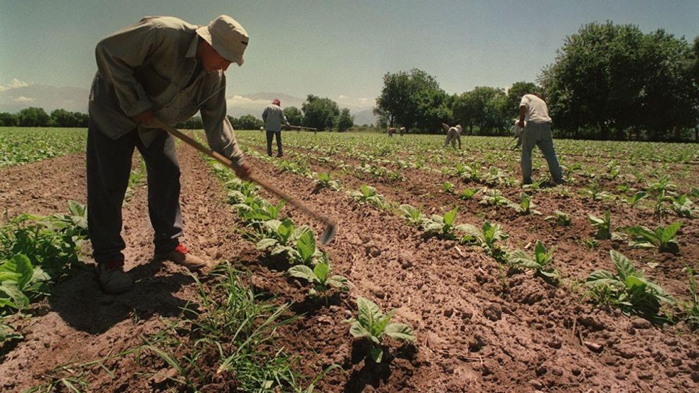 El campo requiere de un duro trabajo (Imagen ilustrativa).