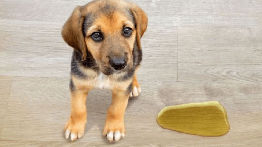 Truco para eliminar el olor a pis de tus mascotas de manera fácil y con pocos ingredientes (Imagen ilustrativa)
