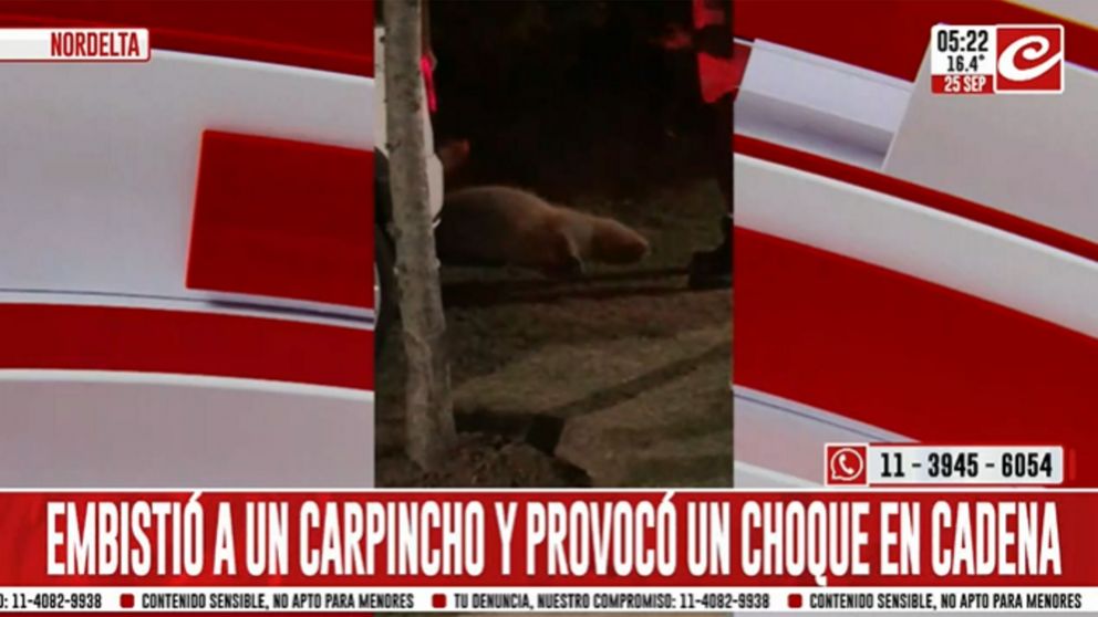 Insólito accidente: embistió a un carpincho y provocó tremendo choque en cadena