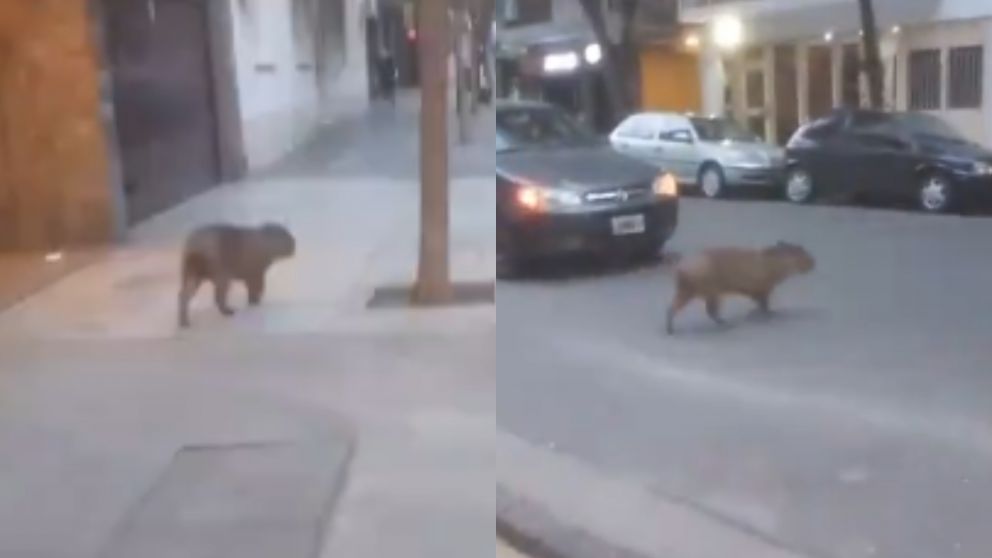 El carpincho "paseando" por las calles de la Recoleta. (Captura/X)