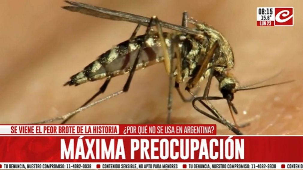 Descubren nueva forma de eliminar al mosquito que provoca dengue... ¿de qué se trata?
