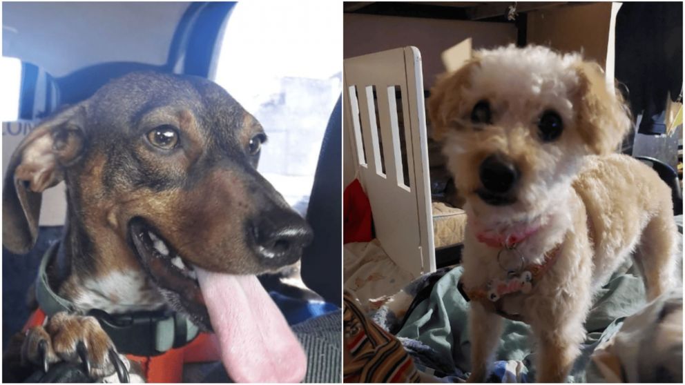 El perro salchicha, se llama Ángel, y la caniche, Bella. Son intensamente buscados por su familia.