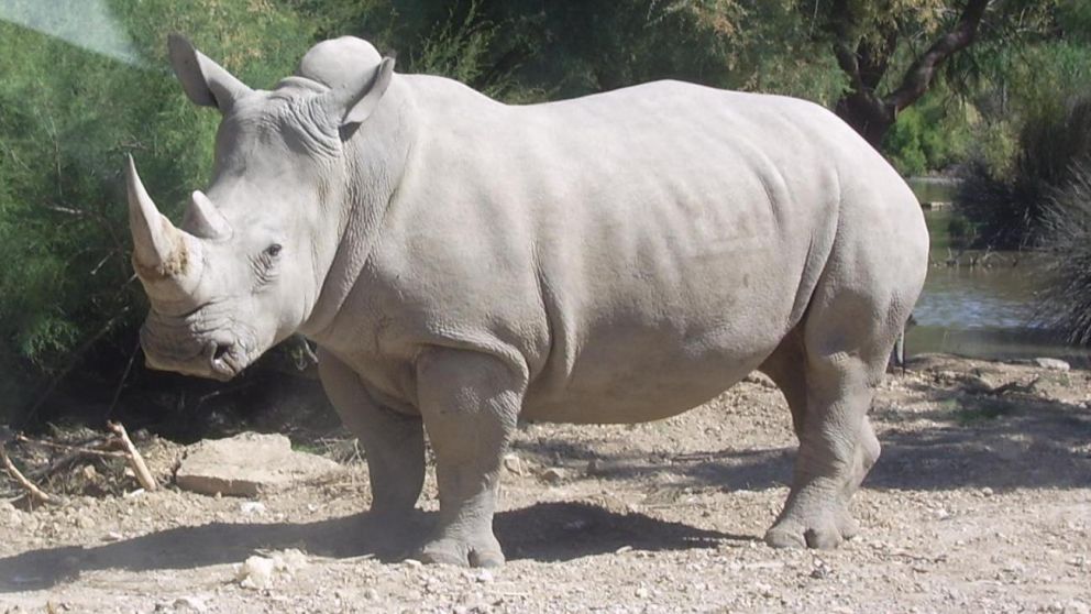 El rinoceronte está en peligro de extinción (Imagen ilustrativa).