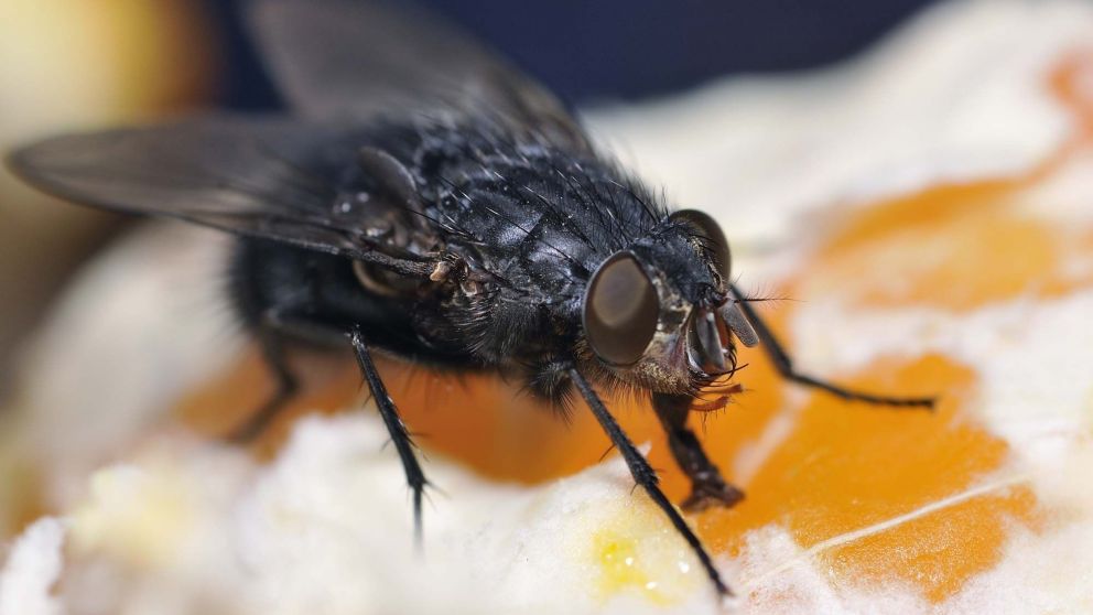 Las moscas suelen traer diversas enfermedades (Imagen ilustrativa).