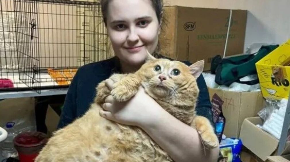 El gato debe bajar un 70 por ciento de su paso para "estar bien" (X).