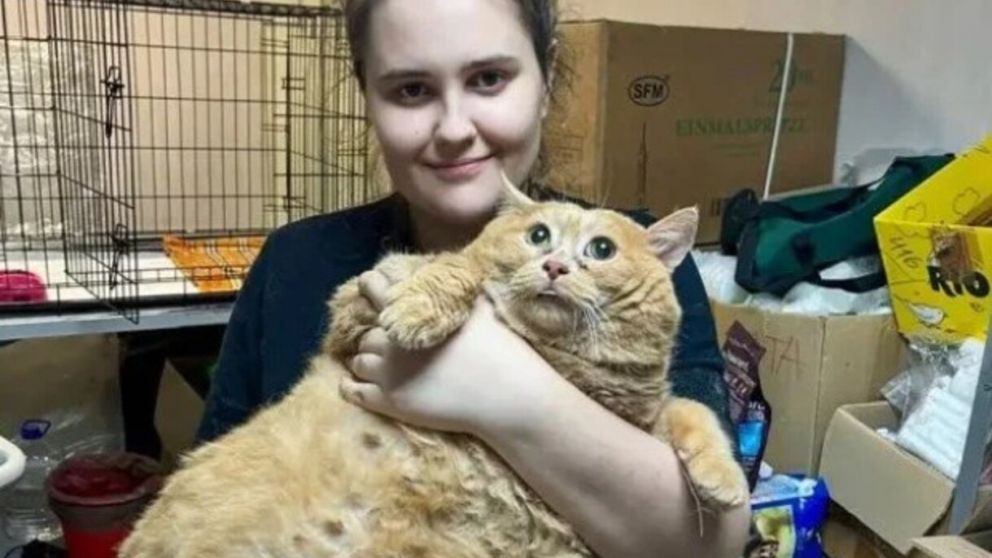 El gato debe bajar un 70 por ciento de su paso para "estar bien" (X).