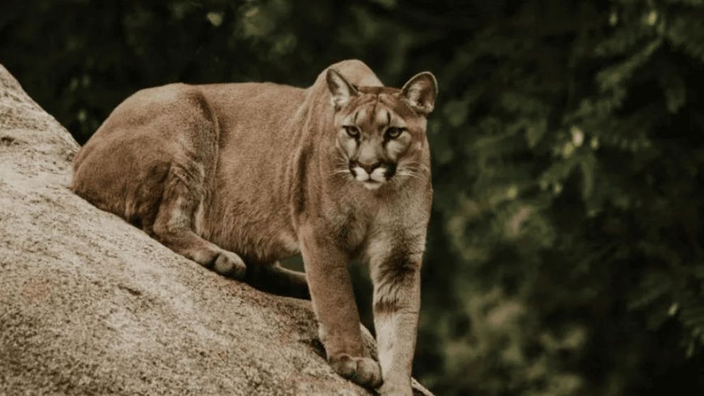 Un puma atacó a un nene de 5 años mientras jugaba con sus papás en un parque (Imagen ilustrativa).