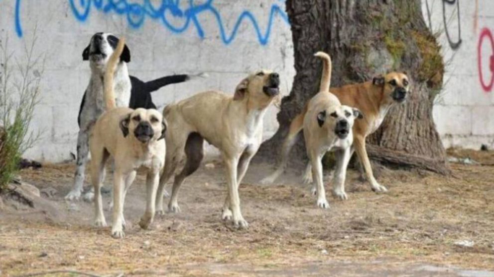 ¿Qué pasará con los animales?