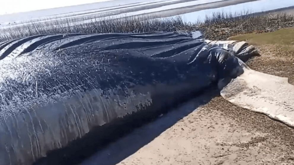 La ballena fue encontrada en las costas del Río de la Plata (Twitter).