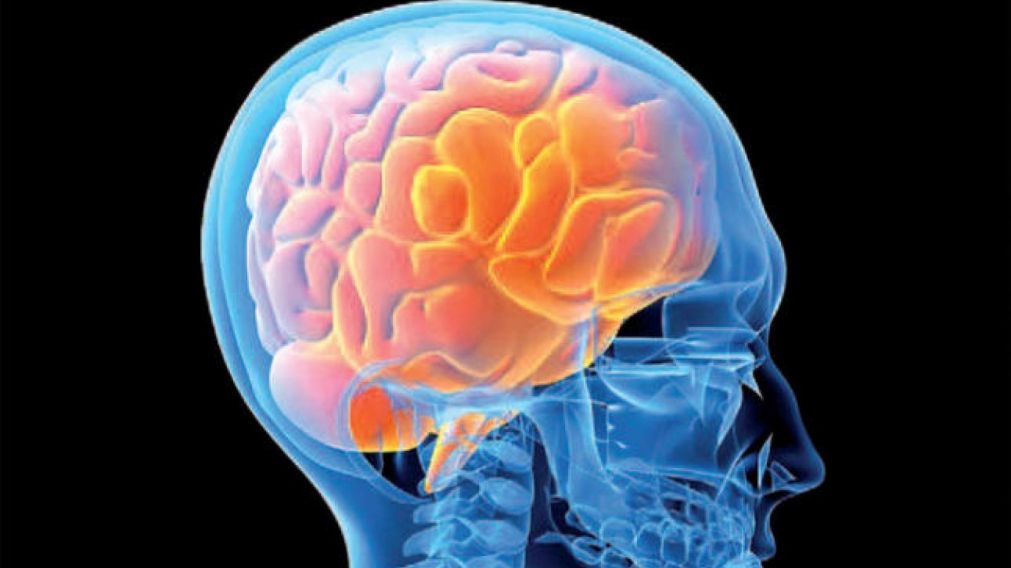 Nuestro cerebro es clave para todas las funciones del cuerpo (Imagen ilustrativa).