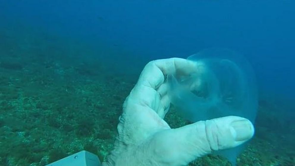 Conmoción por la aparición de un "pez fantasma".