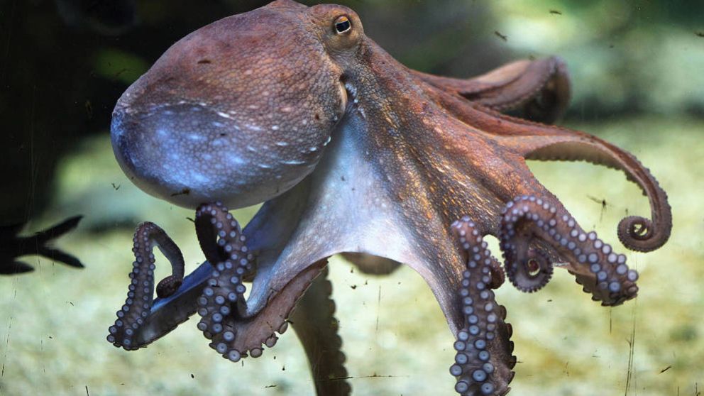 Conmoción por la aparición de un pulpo vampiro.