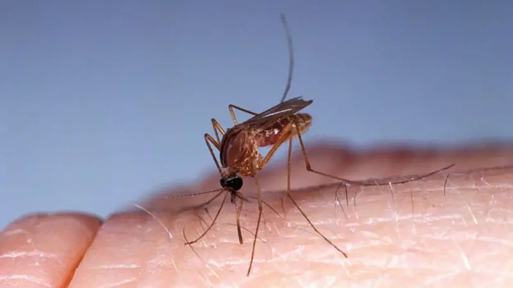Preocupación por el virus Oropouche cerca de Argentina: qué es, cuáles son los síntomas y cómo se transmite