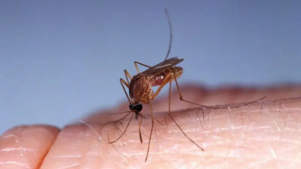 Preocupación por el virus Oropouche cerca de Argentina: qué es, cuáles son los síntomas y cómo se transmite