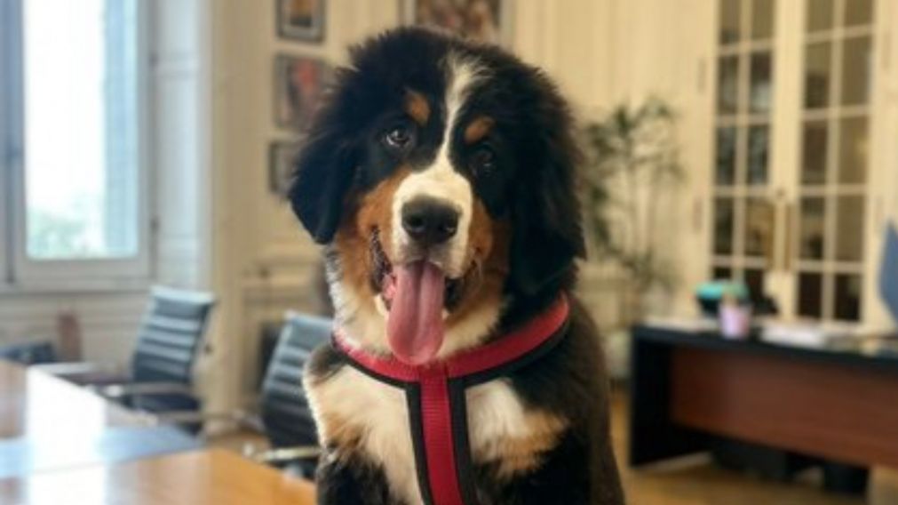 Thor es un perro de raza Boyero de Berna.