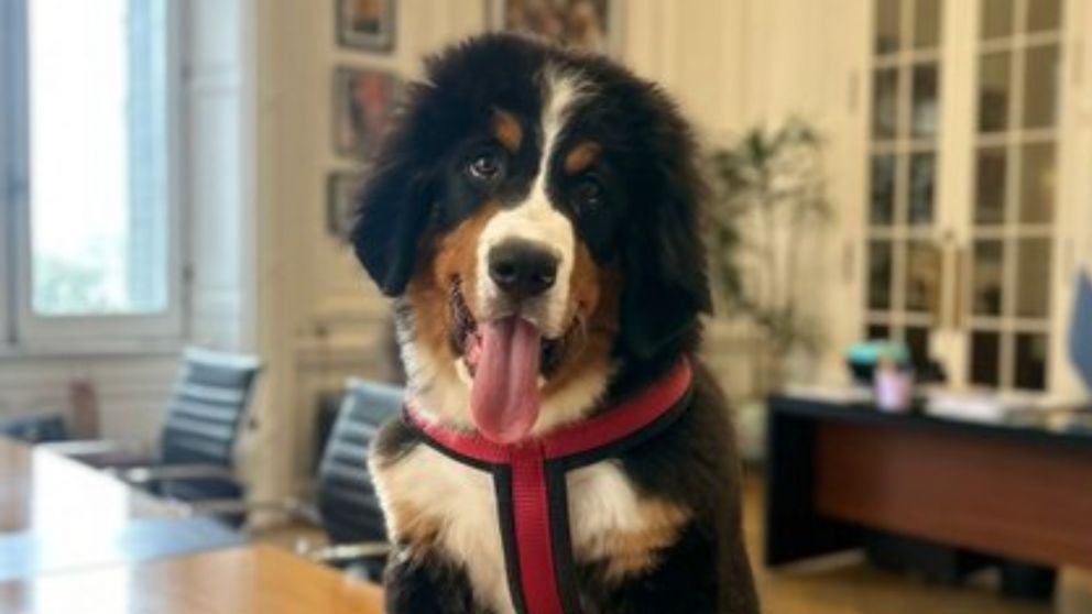 Thor es un perro de raza Boyero de Berna.