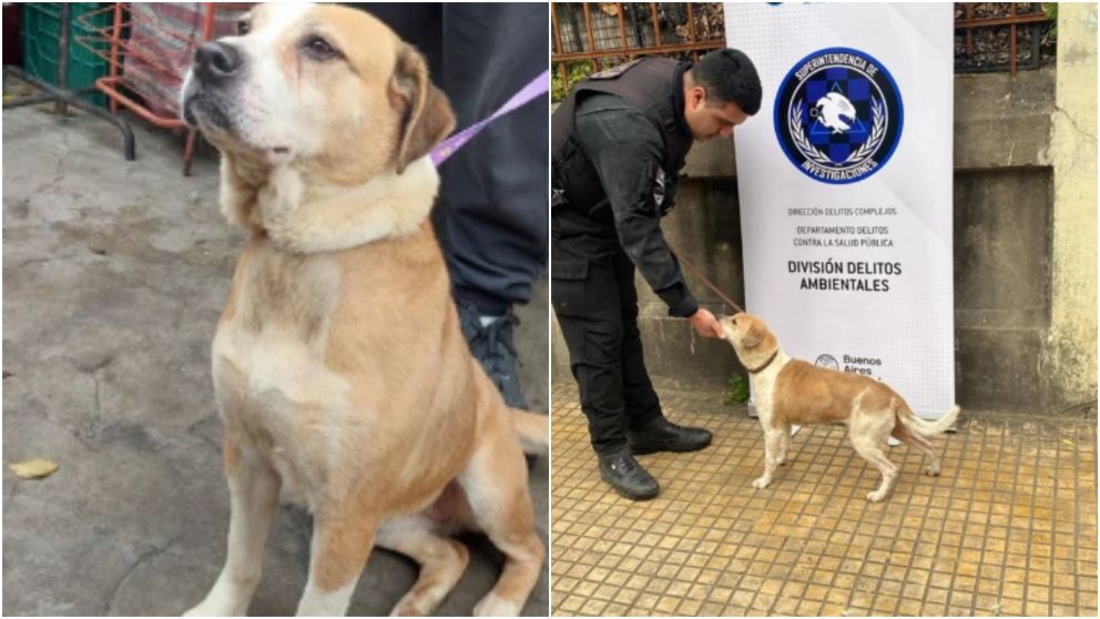Algunos de los canes encontrados en el allanamiento.