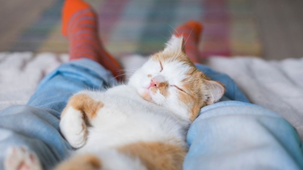 El significado de que tu gato duerma a tus pies.