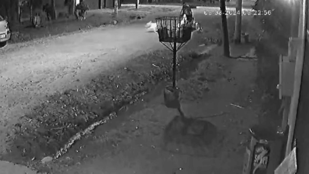 Una cámara de seguridad captó el ataque de los perros.