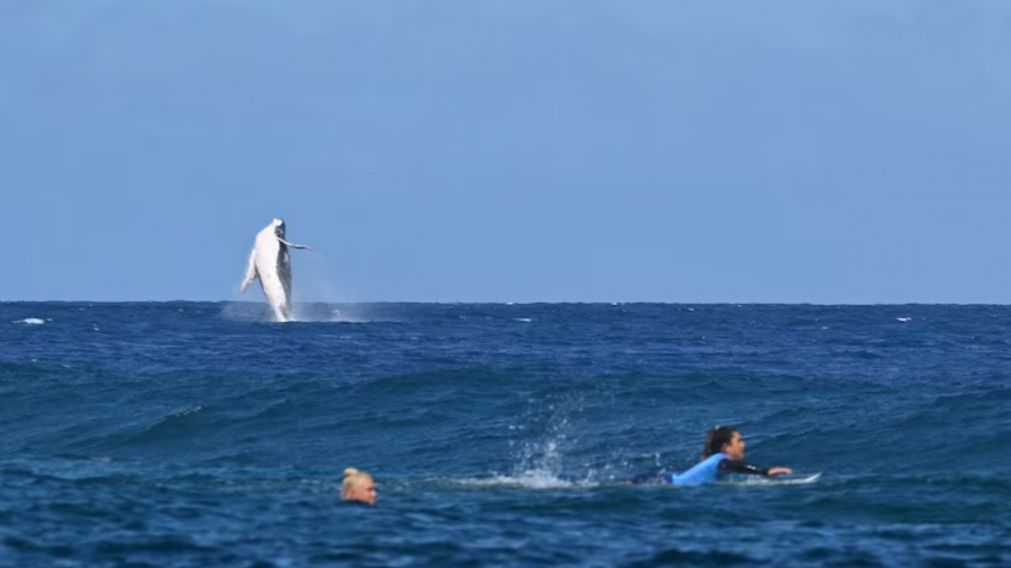 La ballena acaparó todas las miradas a una distancia segura de las surfistas.