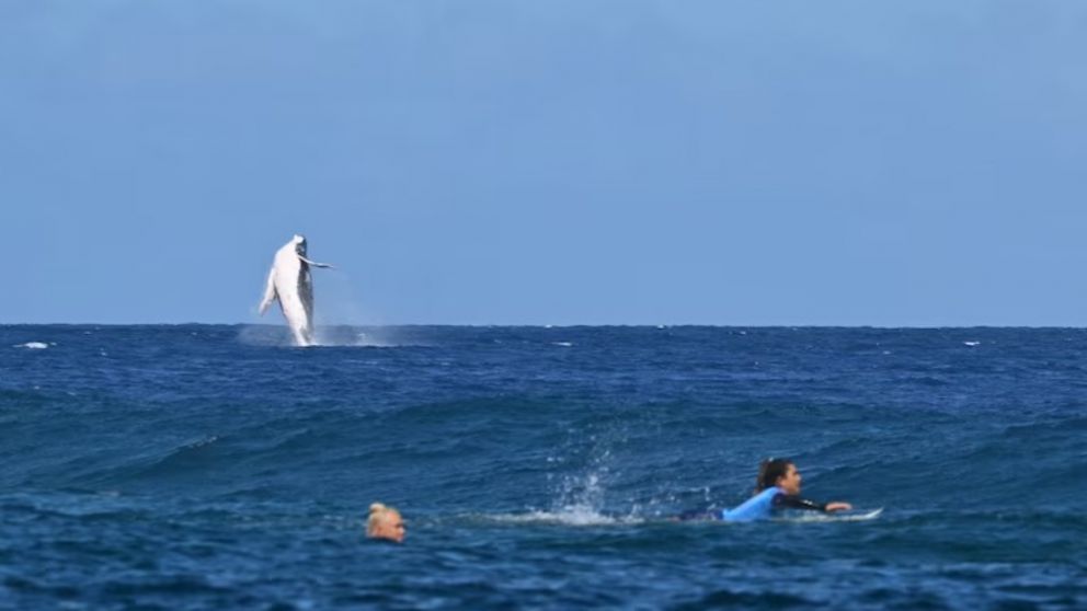 La ballena acaparó todas las miradas a una distancia segura de las surfistas.