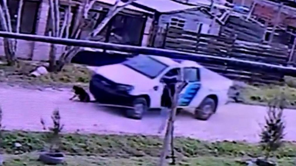 Los efectivos no se detuvieron a asistir al animal tras chocarlo con la camioneta.