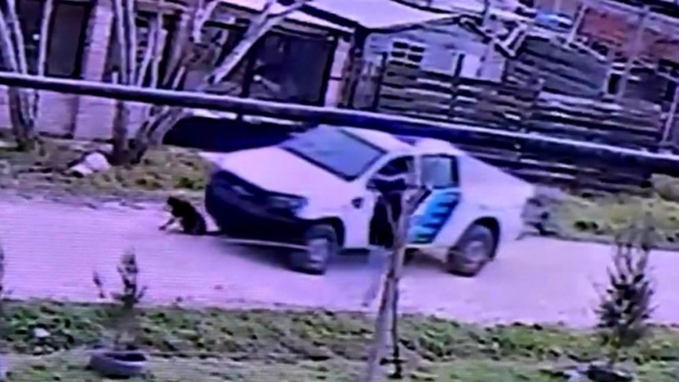 Los efectivos no se detuvieron a asistir al animal tras chocarlo con la camioneta.