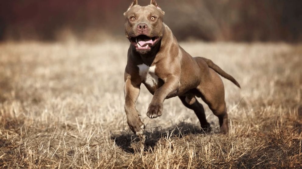 Un perro de raza Pitbull mató a una nena y su dueño fue condenado.