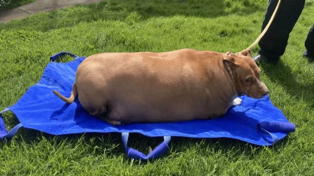 Condenaron a una mujer que sobrealimentó a su perro hasta matarlo (Imagen SPCA New Zealand).