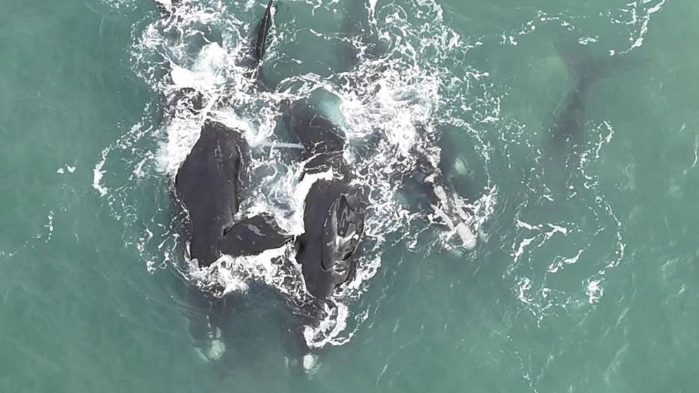 Mar del Plata: captaron el momento exacto de una cópula entre ballenas franca austral